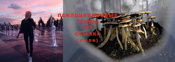 стаф Арсеньев